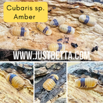 Cubaris sp. “Amber” Isopod