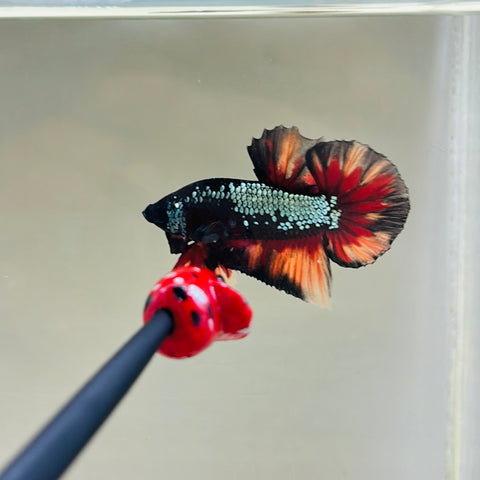 Black Copper Candy Junior (Male)