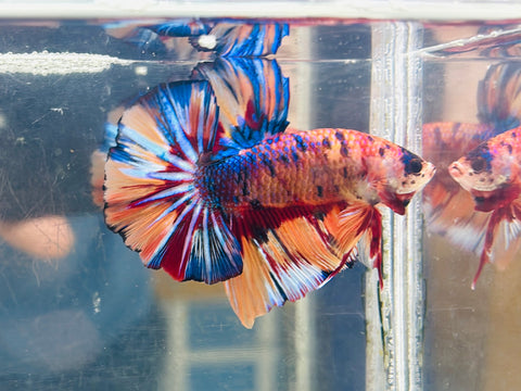 Metallic Candy GIANT (Male)