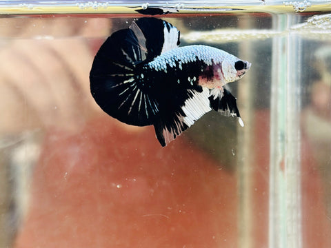 Panda Copper Fancy | YinYang (Male)