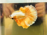 Gold Halfmoon (Male)