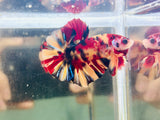 Candy Koi Marble (Male)