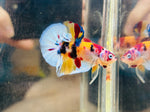 Metallic Snowflake Candy (Male)