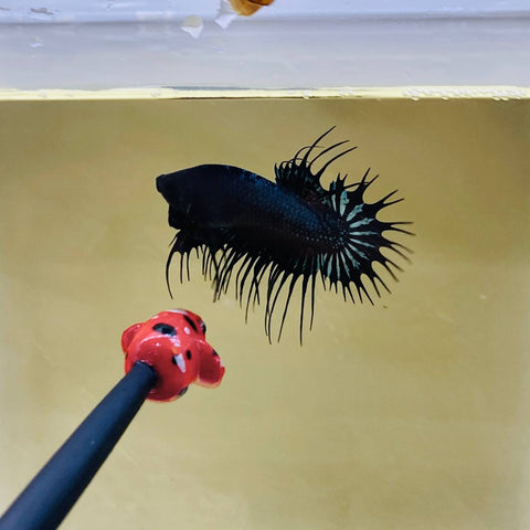 Black Orchid Crowntail Plakat CTPK (Male)
