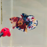 Quality Snowflake Multicolour (Male)
