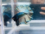 Copper Rosetail (Male)
