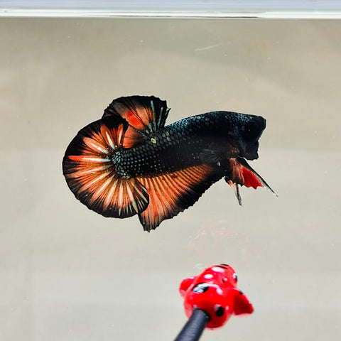 Dark Tangerine Vampire (Male)