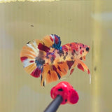 Multicolour Candy Koi (Male)