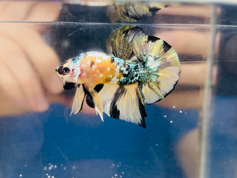 Yellow Galaxy Copper Koi (Male)