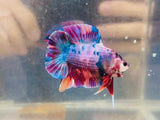 Purple Multicolour DTPK (Male)