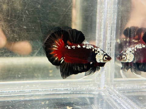 Vampire Headgear Samurai Junior (Male)