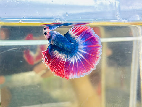 Mascot Halfmoon Junior (Male)