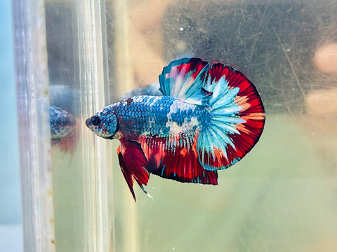 BIG-Tail Candy Fancy (Male)