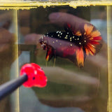 Black Candy X Copper Avatar (Male)