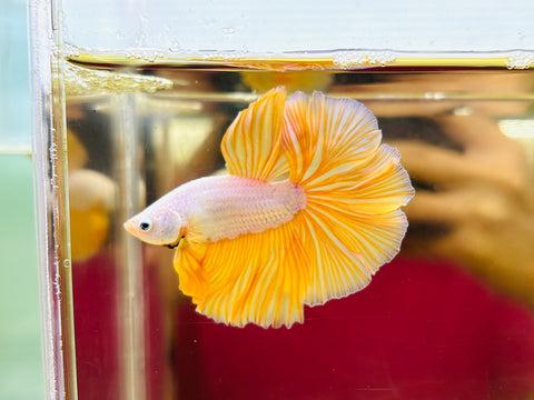 Gold Dragon Halfmoon (Male)