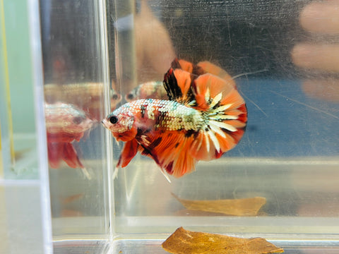 Platinum Copper Candy Junior (Male)