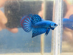 Blue Alien Hybrid (Male)