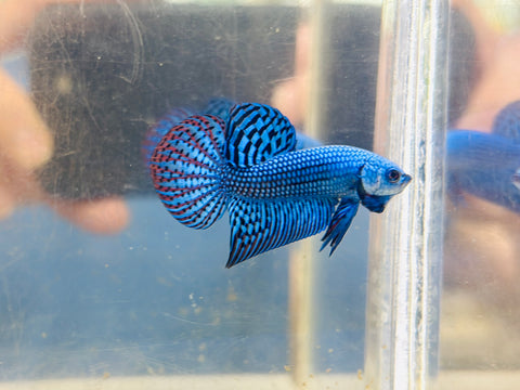 Blue Alien Hybrid (Male)