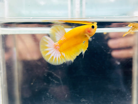Yellow Hellboy Junior (Male)