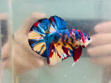 Blue Candy Koi (Male)