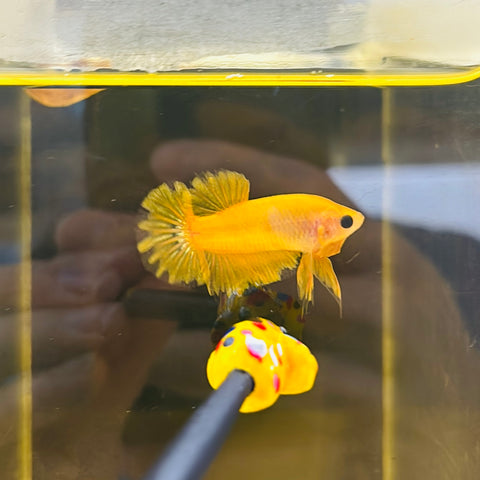 “Pikachu” Yellow Hellboy Junior (Male)