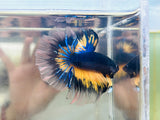 Yellow-Black MG Halfmoon (Male)