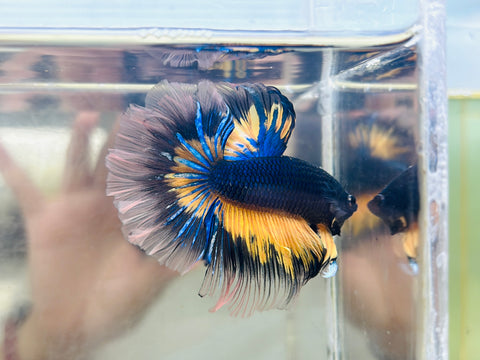 Yellow-Black MG Halfmoon (Male)