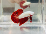 Red Dragon (Male)