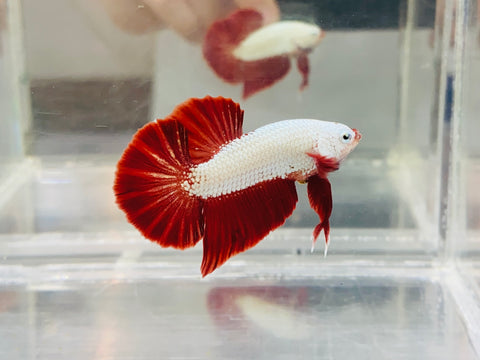 Red Dragon (Male)
