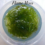 Flame Moss - Aquatic Moss
