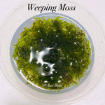 Weeping Moss - Aquatic Moss