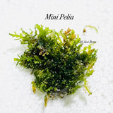 Mini Pelia - Aquatic Moss