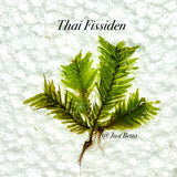 Thai Fissiden - Aquatic Moss