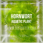 Hornwort (Ceratophyllum demersum)