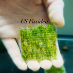 US Fissiden - Aquatic Moss