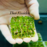 Thai Fissiden - Aquatic Moss