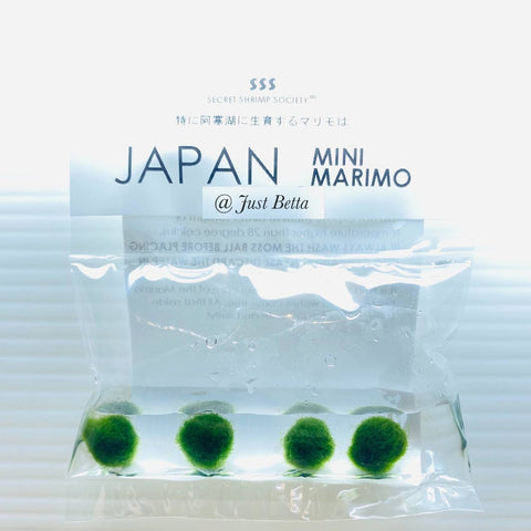 Mini Japan Marimo Moss Ball