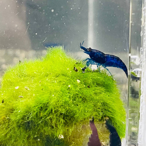 Super Blue Shrimp