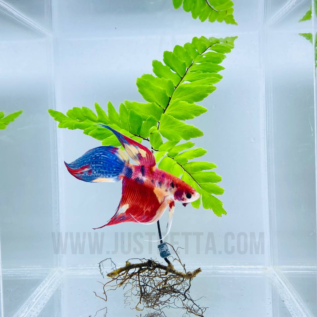 常吉　Tsunekichi BETTA ベタ　八個セット タイ水産庁より、日本でベタを販売している店を紹介したいという