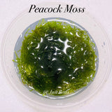 Peacock Moss - Aquatic Moss