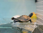 Charcoal Red Eared Slider Terrapin