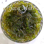 Java Moss - Aquatic Moss