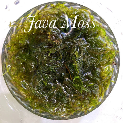Java Moss - Aquatic Moss