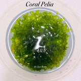 Coral Pelia - Aquatic Moss
