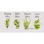 Spiky Moss - Aquatic Moss