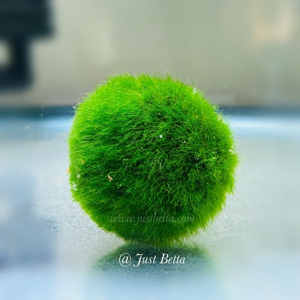 YASAM - Marimo Moss Ball Live Plant (Giant or Medium Size Available) –  Yasam Betta