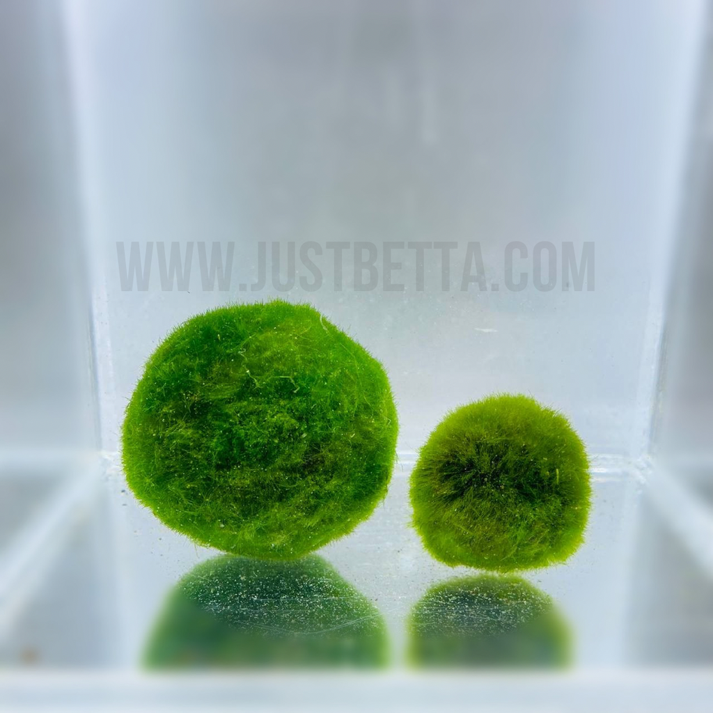 Betta moss ball care clearance