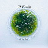 US Fissiden - Aquatic Moss