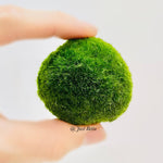 XL Moss Ball (5cm)