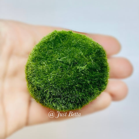 XL Moss Ball (5cm)